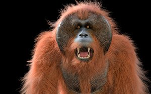 Orangutan Hair Fur Rigged