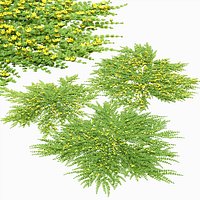Lysimachia nummularia 01