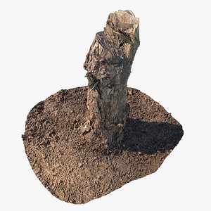 Scanned Trimmed Trunk 05 3D model
