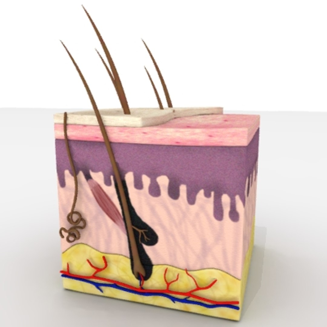 Skin Anatomy Obj