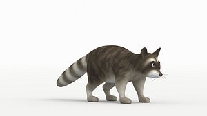 3D Raccoon baby model