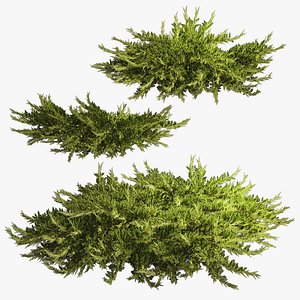 Juniper and thuja bushes for landscape design 1164 3D model