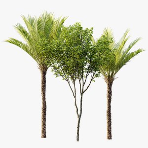 AV Acer Pseudoplatanus and Phoenix Dactylifera Date Jurassic Palm 4 Trees 3D model