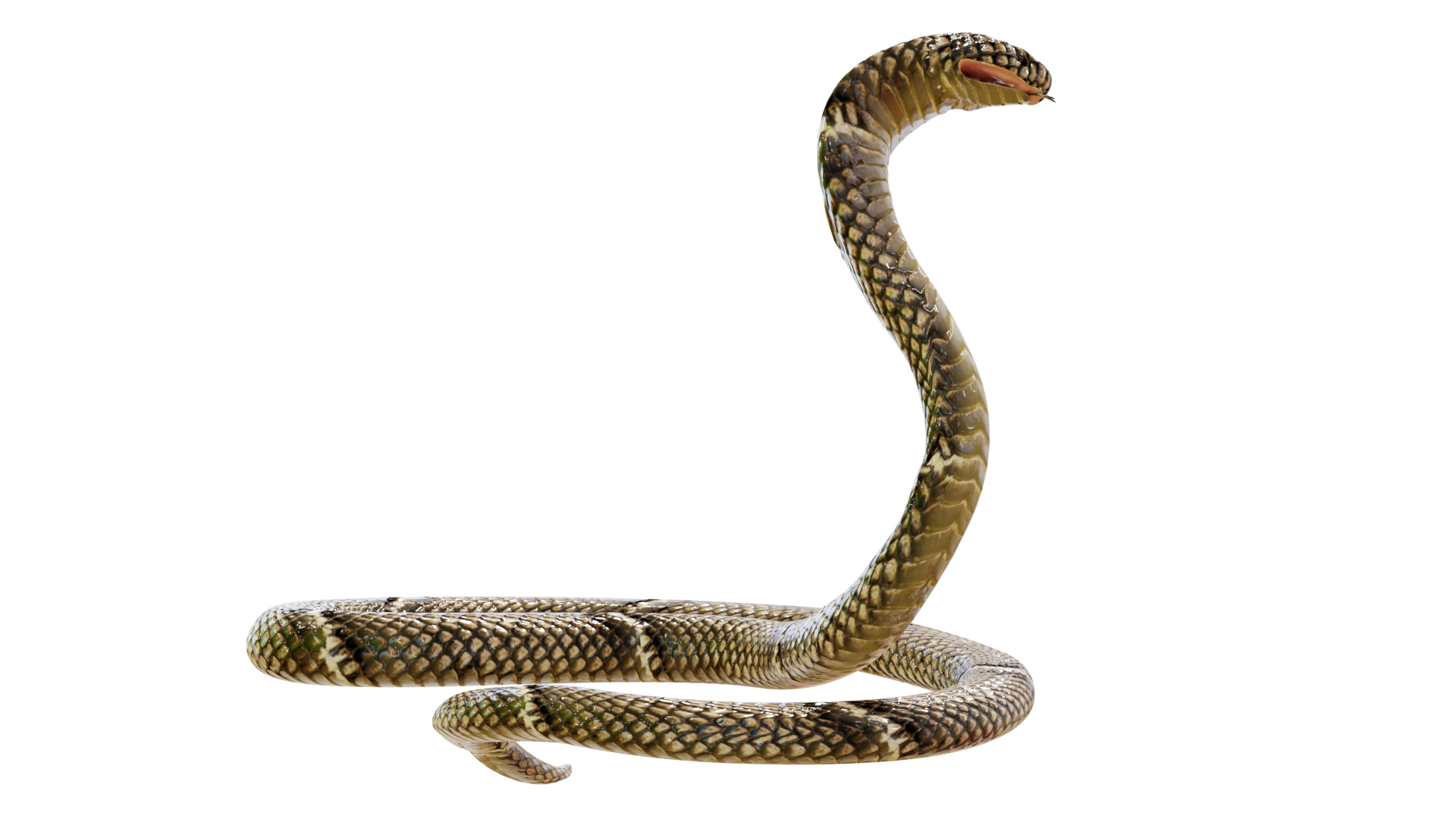 Cobra, 3d Snake, Snake 3d png transparente grátis