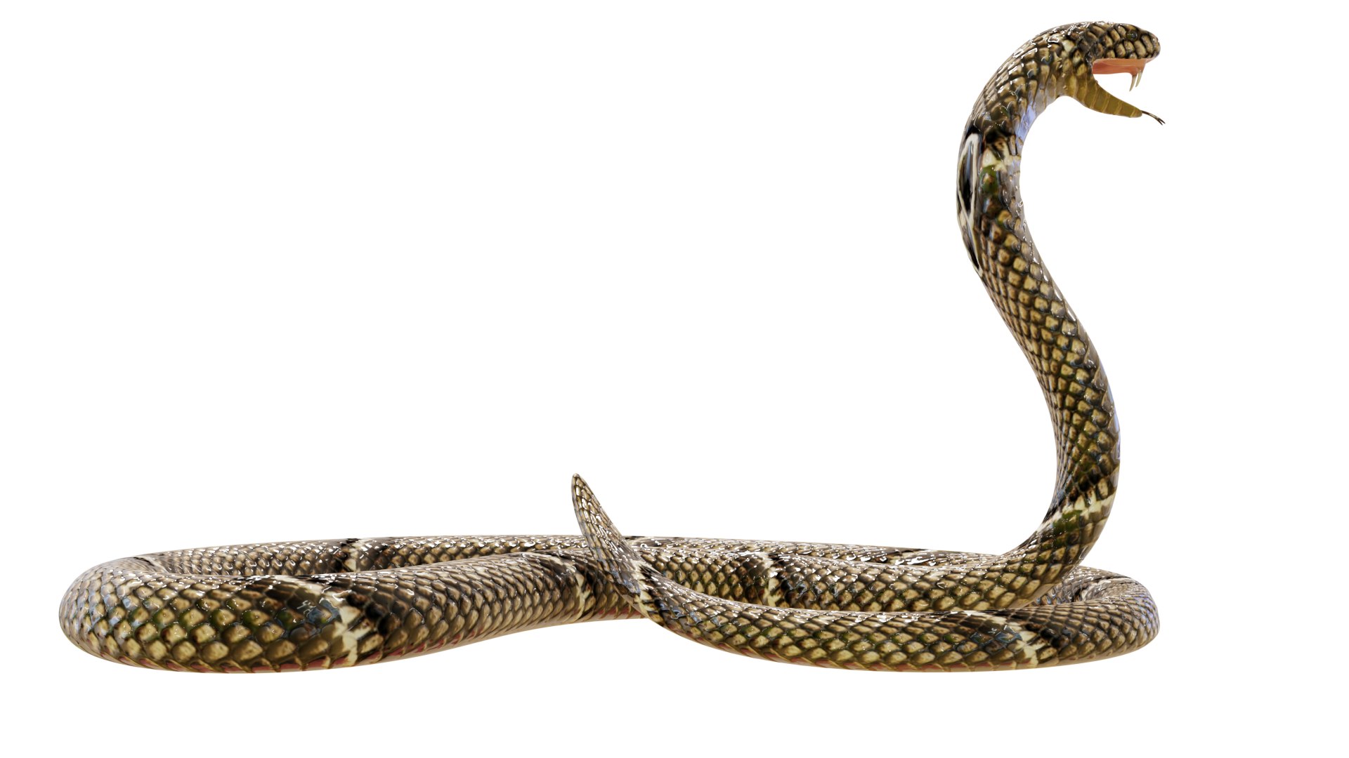 Animated Eastern Brown Snake 3D model - TurboSquid 1950264