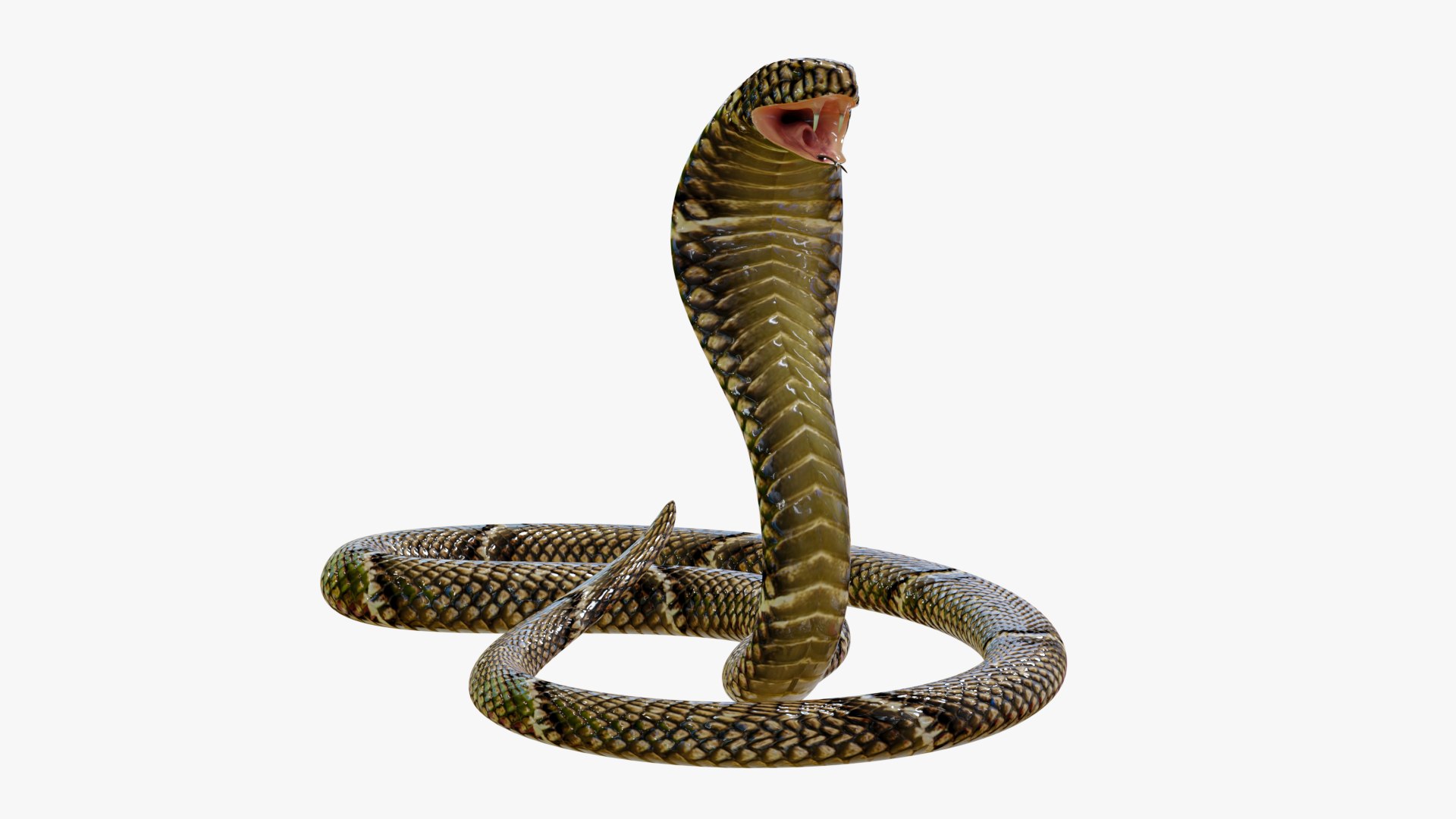 Python snake dark brown colour snake 3D model - TurboSquid 1958339