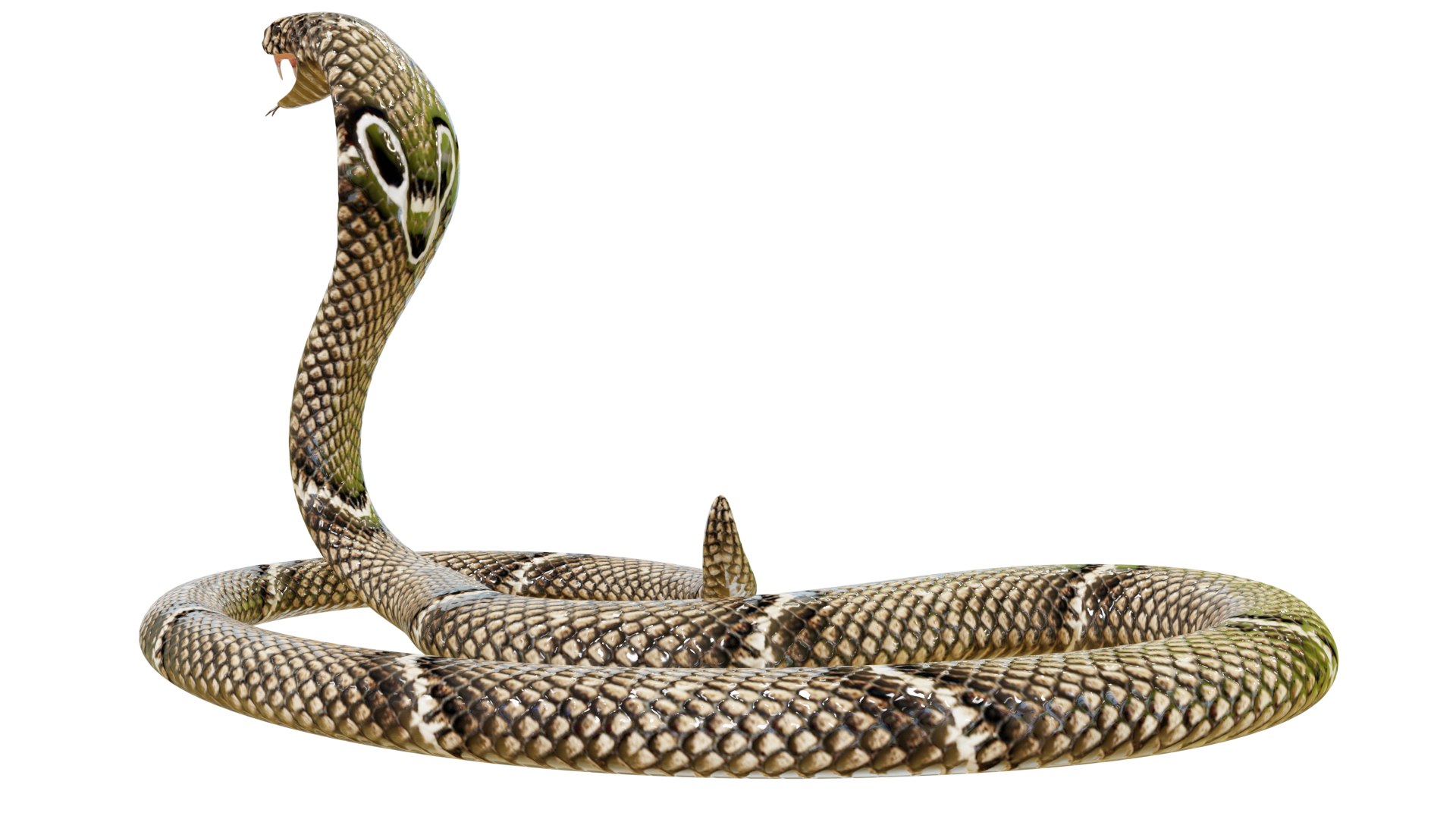 Animated Eastern Brown Snake 3D model - TurboSquid 1950264