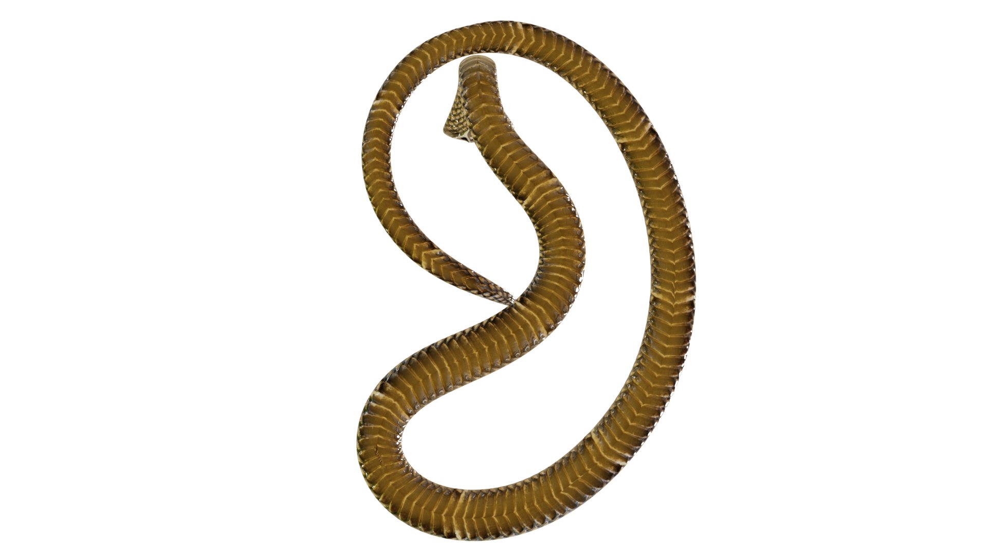 Snake 3D Model - TurboSquid 1673842