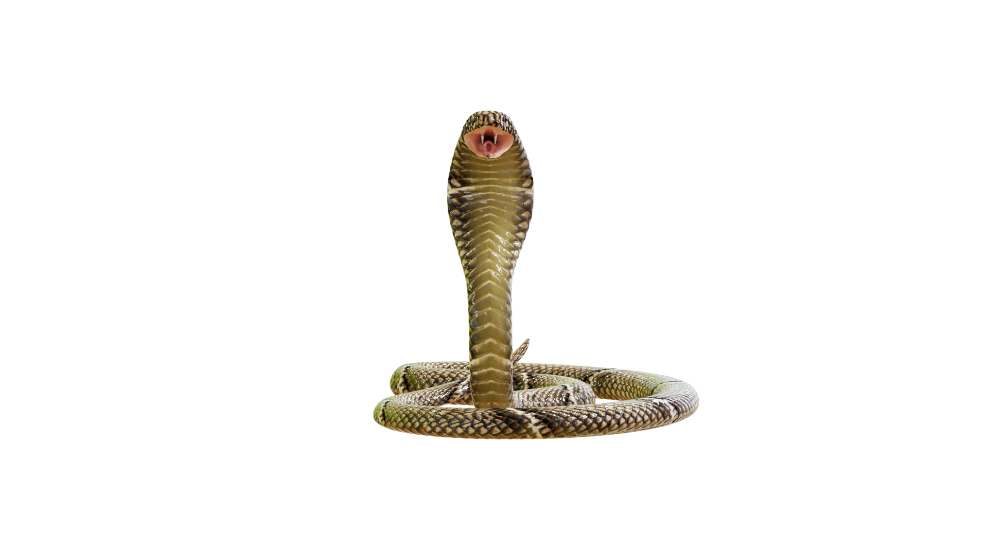 Python snake dark brown colour snake 3D model - TurboSquid 1958339