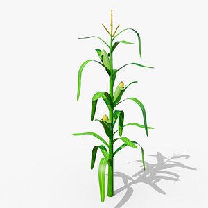 3D Stylized Corn Stalk model