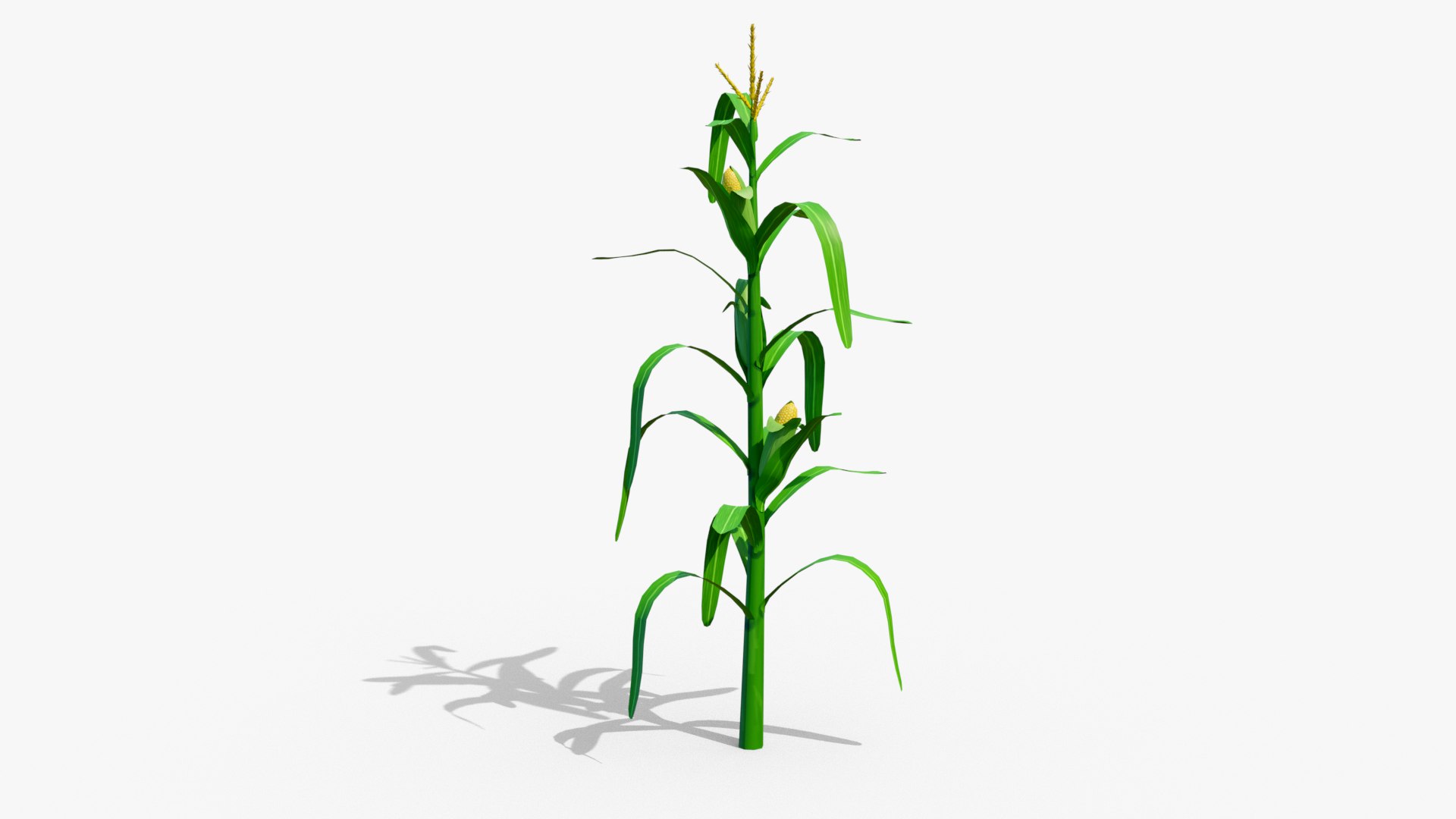 3D Stylized Corn Stalk Model - TurboSquid 1758181