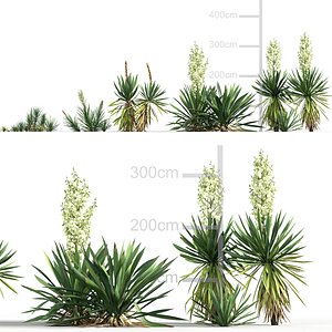 Yucca flaccida - Weak-leaf yucca 3D model