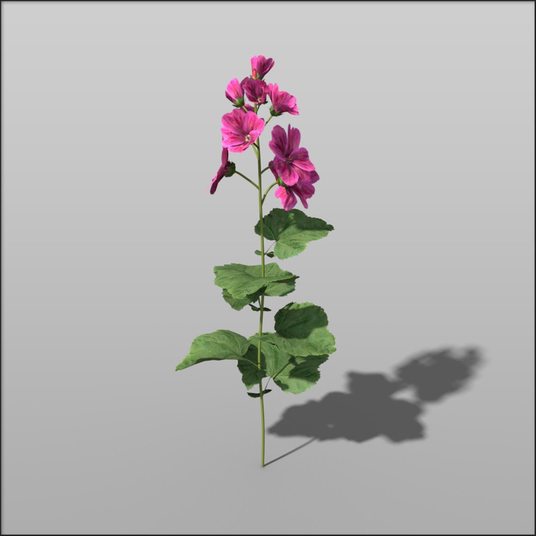 Malva Flower 3d Model