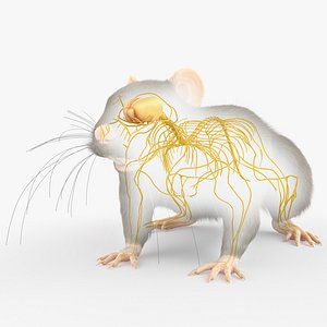 Rat Body Skeleton and Nerves Static 3D model
