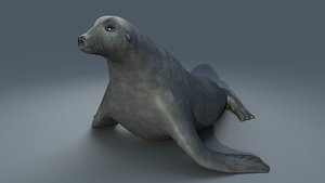 3D realistic seal model