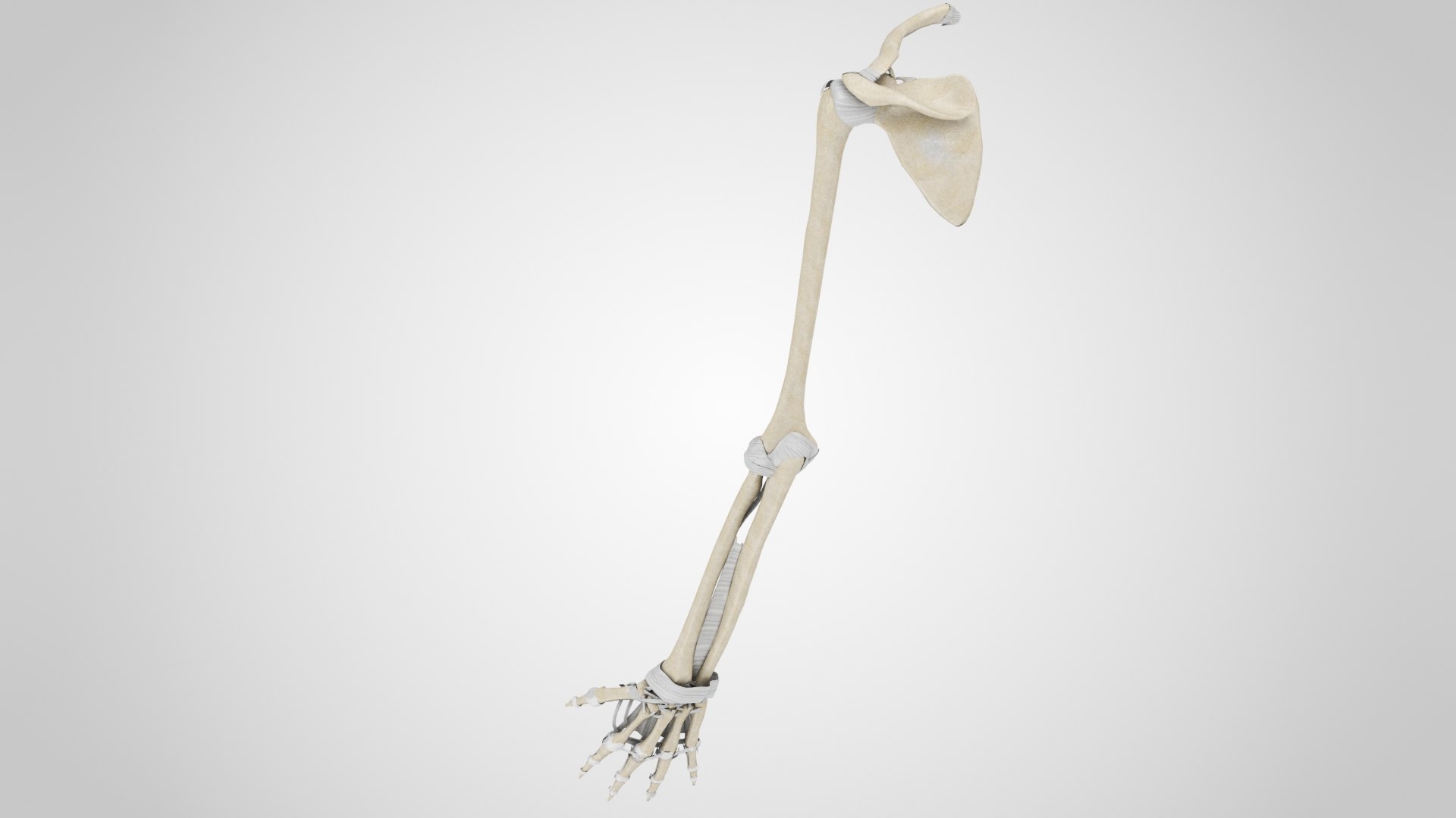 3D Model Upper Limb Skeleton - TurboSquid 1815283