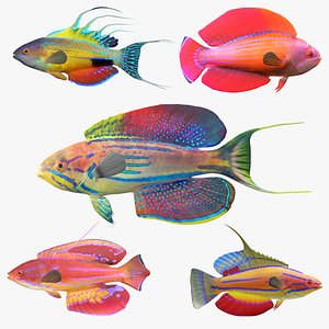 Flasher Wrasse Fish Collection