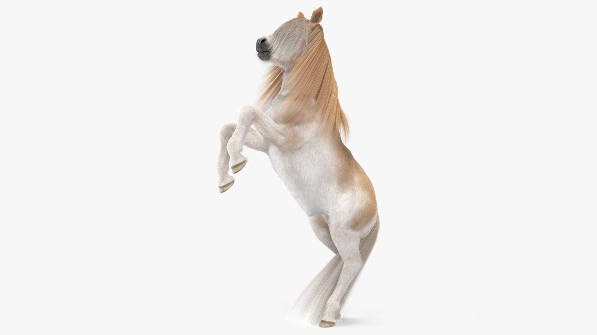 Shetland Pony with Long Mane Fur Rigged 3D model preview