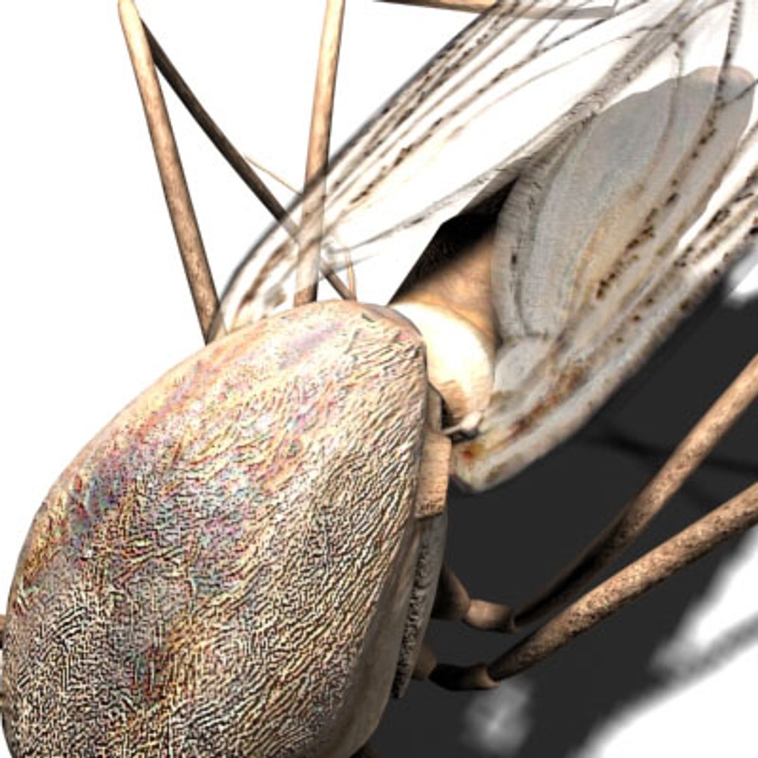 mosquito 3d model