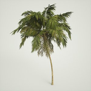 Tree Palm