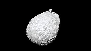 Avocado 3D CT scan model decimate 10 percent model