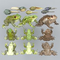 Frogs and Toads
