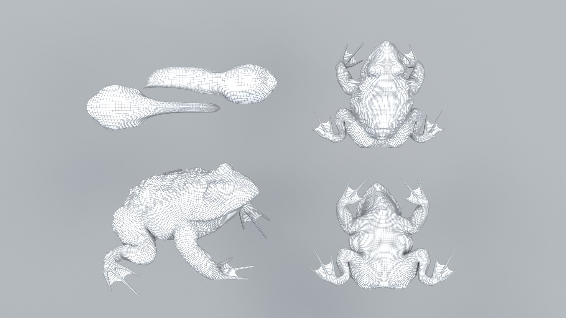 3D Frogs and Toads model https://p.turbosquid.com/ts-thumb/Sc/UDOWje/5I/wl2/png/1786066651/1920x1080/fit_q87/dde1435477b67cdbc5e956892d2f7b0764123a61/wl2.jpg