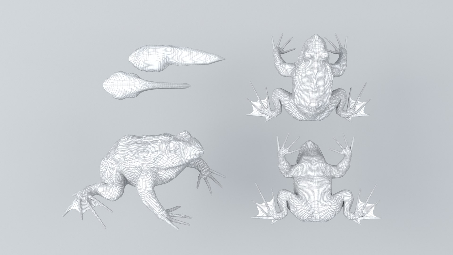 3D Frogs and Toads model https://p.turbosquid.com/ts-thumb/Sc/UDOWje/E9/wl3/png/1786066653/1920x1080/fit_q87/b95eb6ab6e1b1a000012b4a02108fccb4184db4a/wl3.jpg
