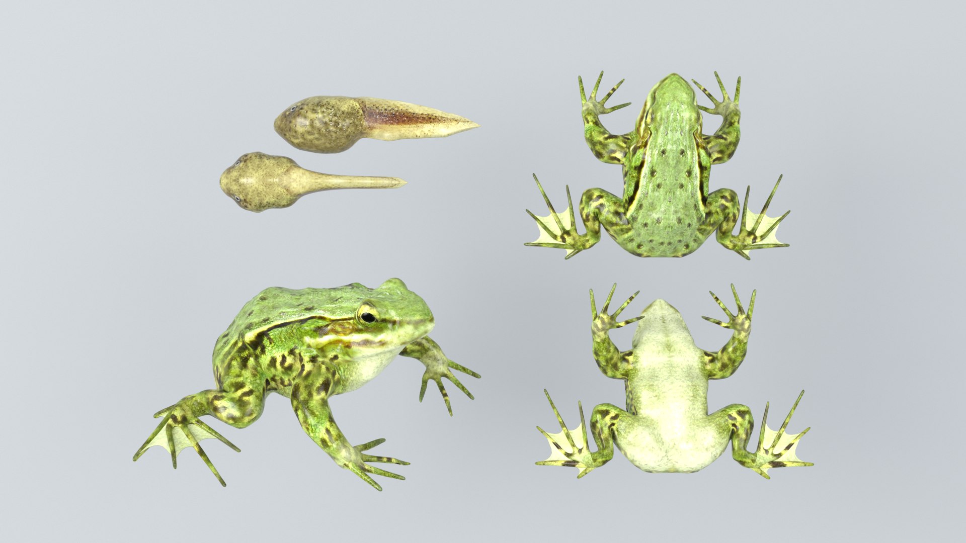 3D Frogs and Toads model https://p.turbosquid.com/ts-thumb/Sc/UDOWje/EP/4/png/1786066657/1920x1080/fit_q87/78f68899fdb9a324c6259ac0428b680d318e2197/4.jpg