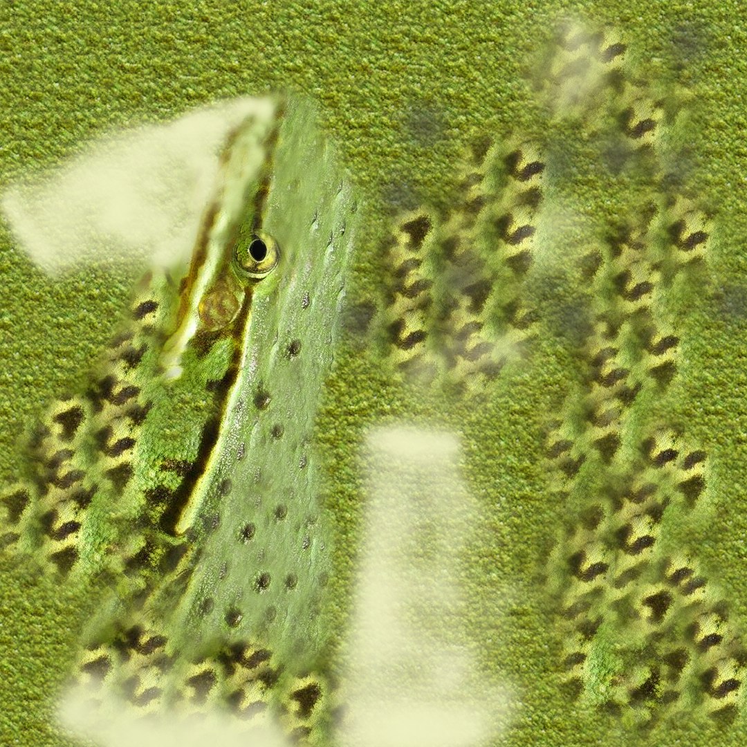 3D Frogs and Toads model https://p.turbosquid.com/ts-thumb/Sc/UDOWje/HG/tex004/jpg/1786066661/1920x1080/fit_q87/2f78872d788d7c18546fa4911b028b4e53e62f3d/tex004.jpg