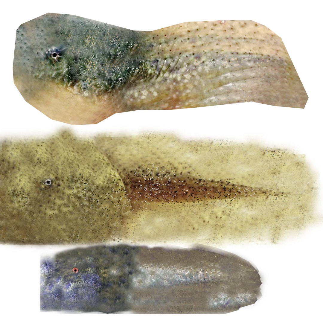 3D Frogs and Toads model https://p.turbosquid.com/ts-thumb/Sc/UDOWje/Oq/tex010/jpg/1786066661/1920x1080/fit_q87/3cff178a0389d8e8326a24f7398c8c32d969c1b1/tex010.jpg