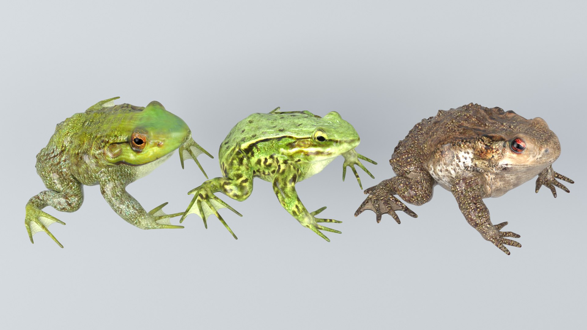 3D Frogs and Toads model https://p.turbosquid.com/ts-thumb/Sc/UDOWje/QX/5/png/1786066657/1920x1080/fit_q87/8285fa3a57302a717488319bf7bc9e229257ec24/5.jpg