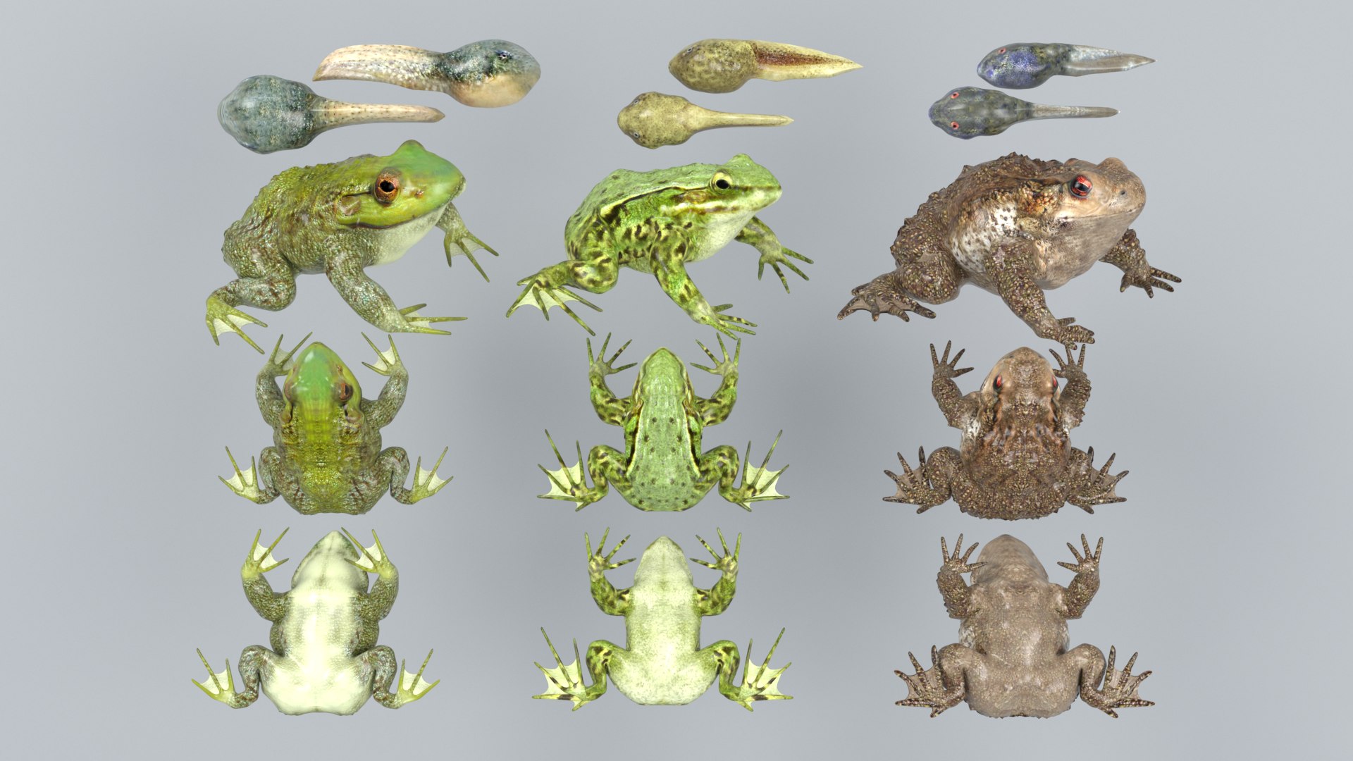 3D Frogs and Toads model https://p.turbosquid.com/ts-thumb/Sc/UDOWje/lh/1/png/1786066654/1920x1080/fit_q87/8542c6b21b58ff4b998034c317e9e445784accbf/1.jpg