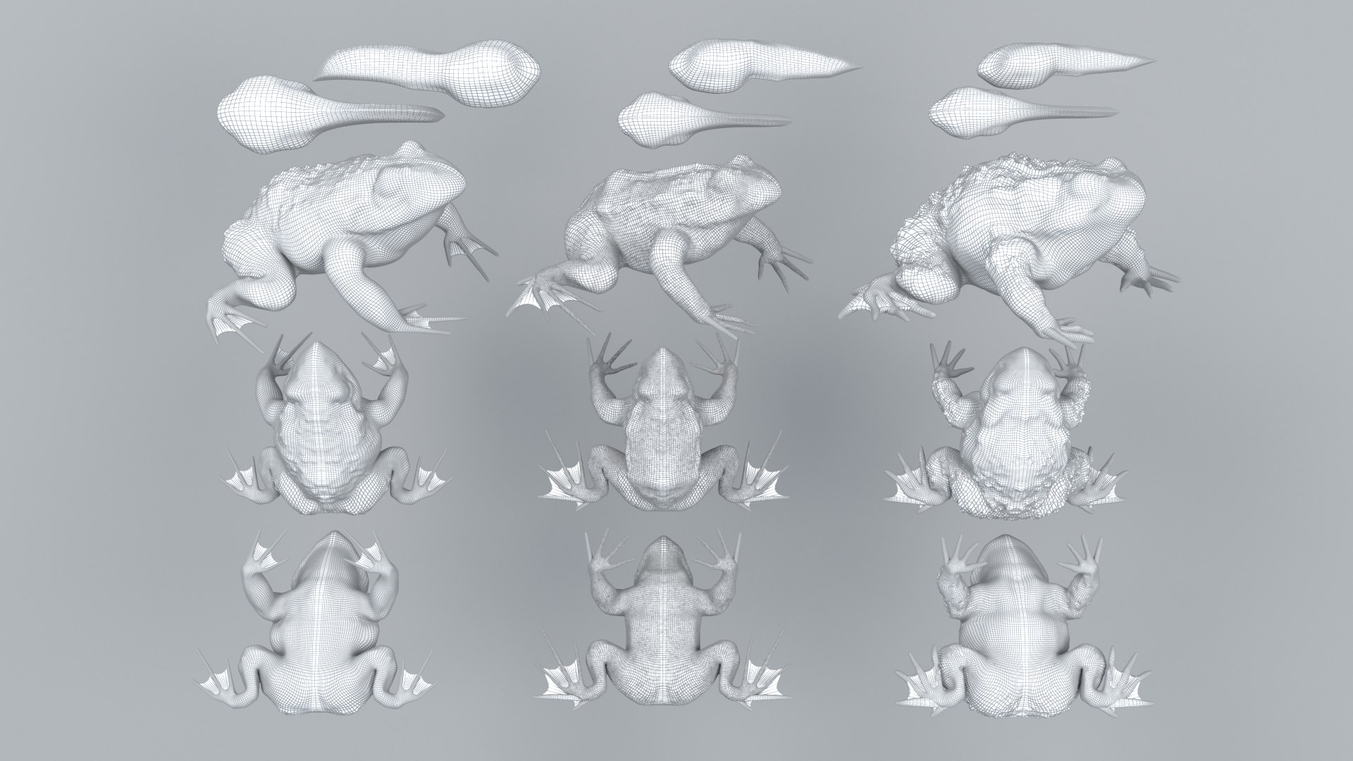 3D Frogs and Toads model https://p.turbosquid.com/ts-thumb/Sc/UDOWje/oo/wl1/png/1786066650/1920x1080/fit_q87/12c9b89fba360769c095dfd1cfe969b5251a939b/wl1.jpg