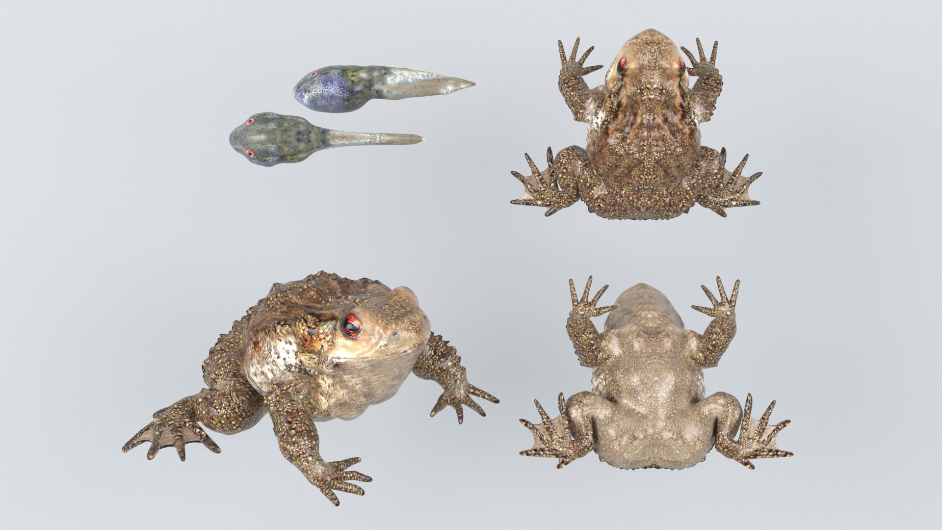 3D Frogs and Toads model https://p.turbosquid.com/ts-thumb/Sc/UDOWje/or/3/png/1786066656/1920x1080/fit_q87/0d3ea3d693a1d74c6c9bb51a4b1a16fa6e7bb946/3.jpg