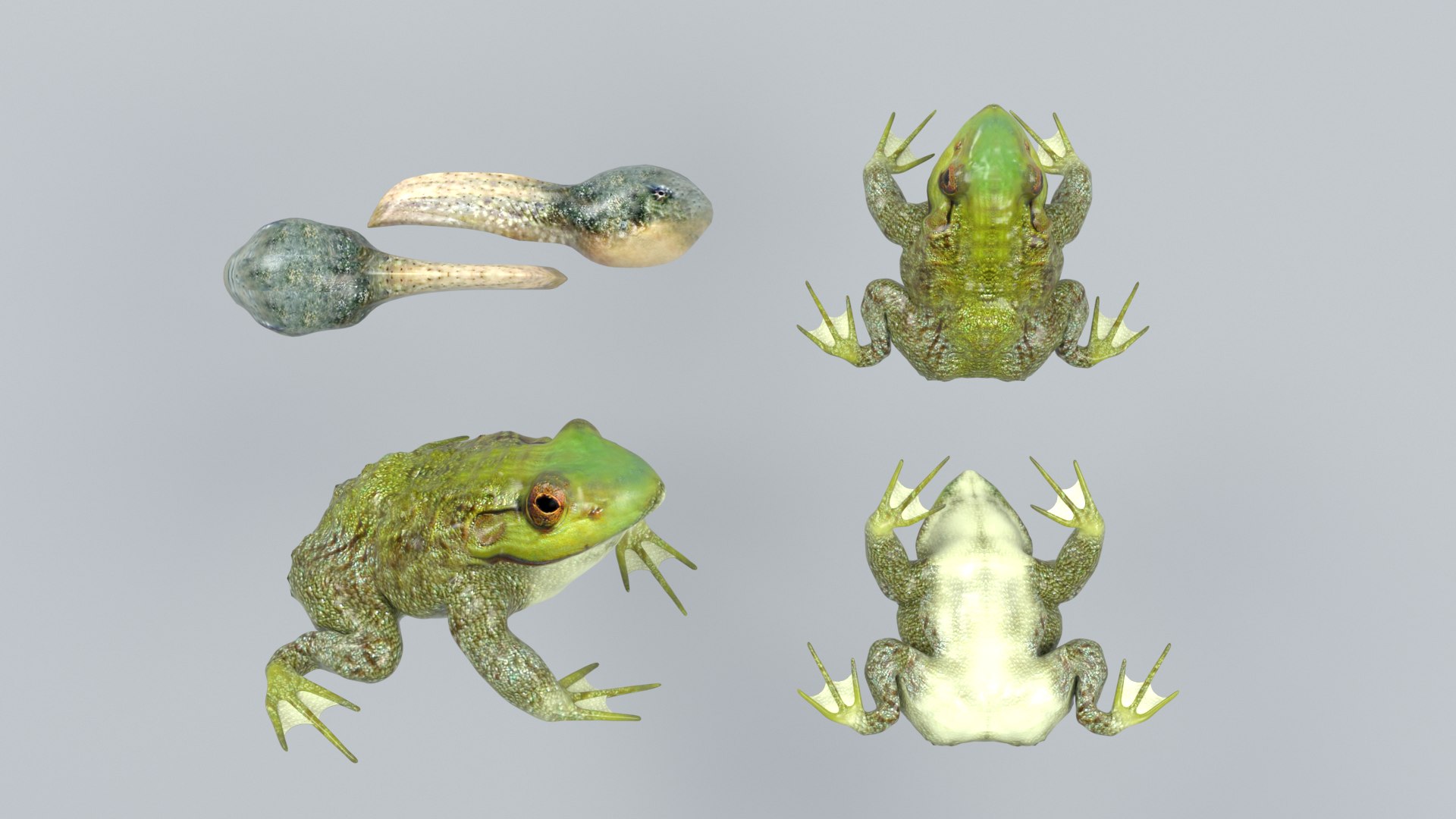 3D Frogs and Toads model https://p.turbosquid.com/ts-thumb/Sc/UDOWje/qY/2/png/1786066656/1920x1080/fit_q87/7f2ca17786a8c40dbf6a4d7c4fc525d981c7de12/2.jpg