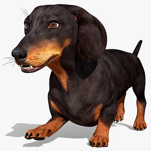 3D Dachshund Dog Rigged for Blender model