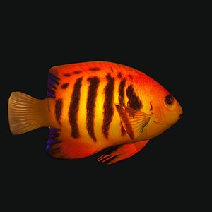 Flame Angelfish