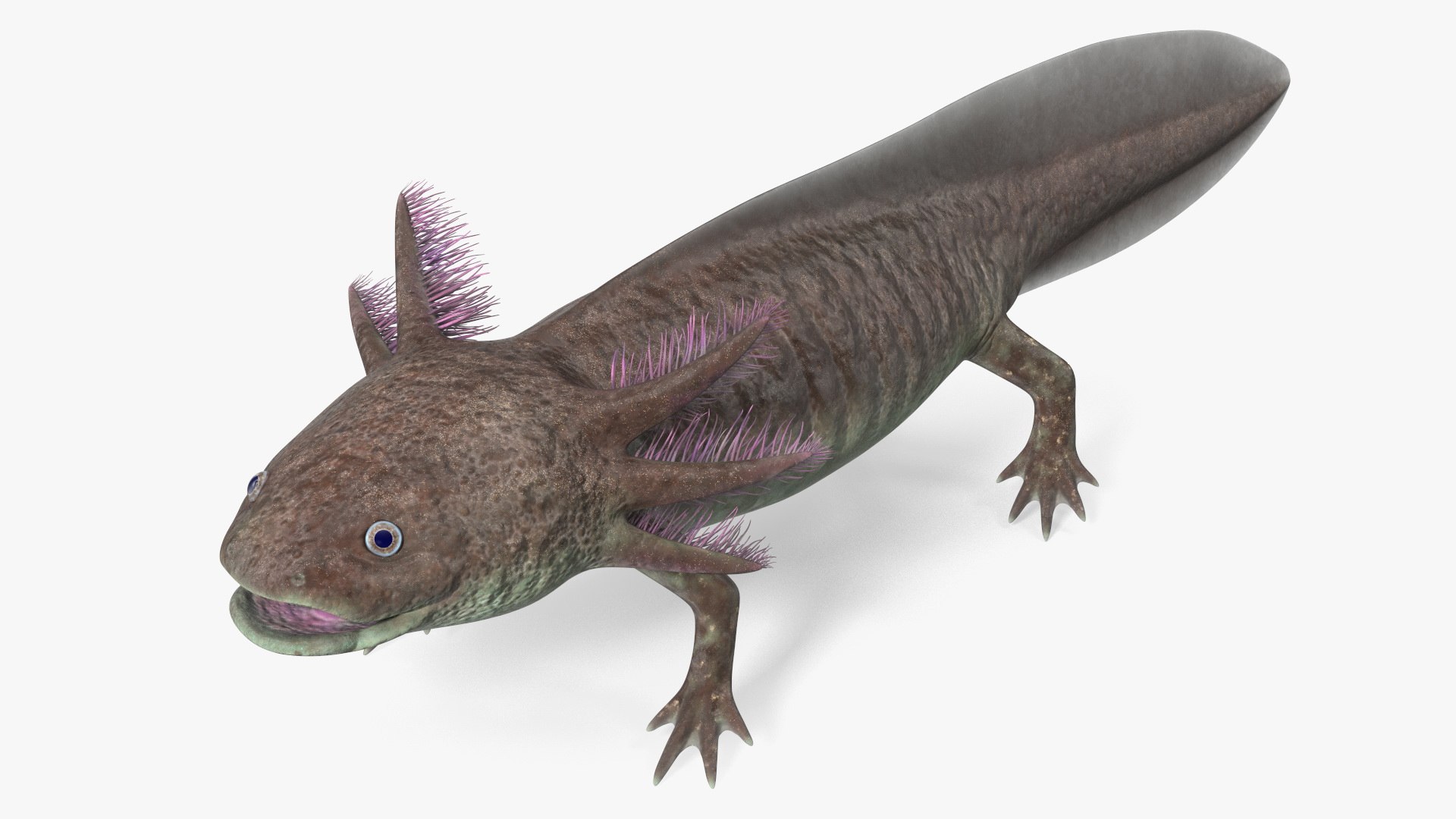 Brown Mexican Axolotl 3D model preview