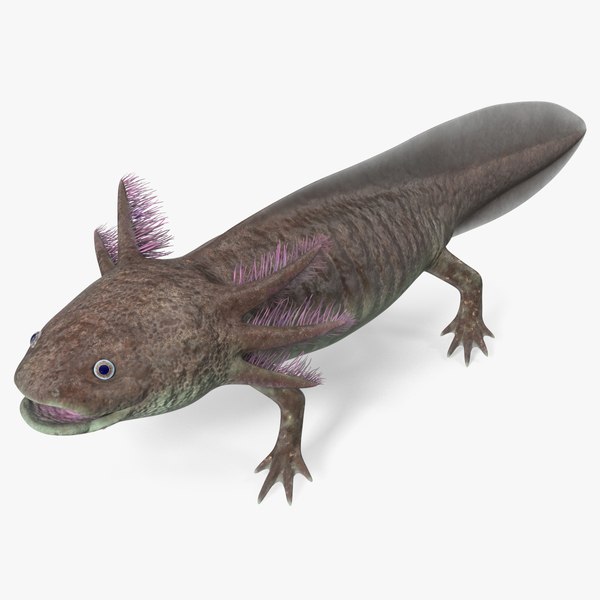 Brown Mexican Axolotl 3D model