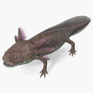 Brown Mexican Axolotl