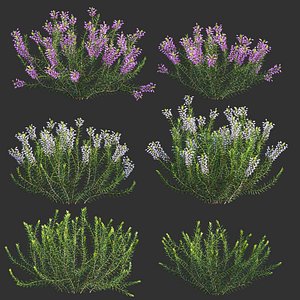 Erica multiflora - Mediterranean Heath - Erica flowers 3D model