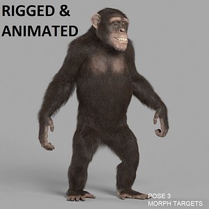 chimp - RIGGED and ANIMATED