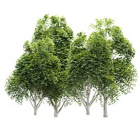 Trimmed Bushes Vol 413 3D Model