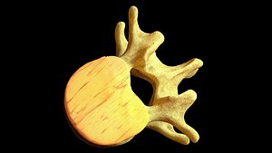 3d spinal discs bones model