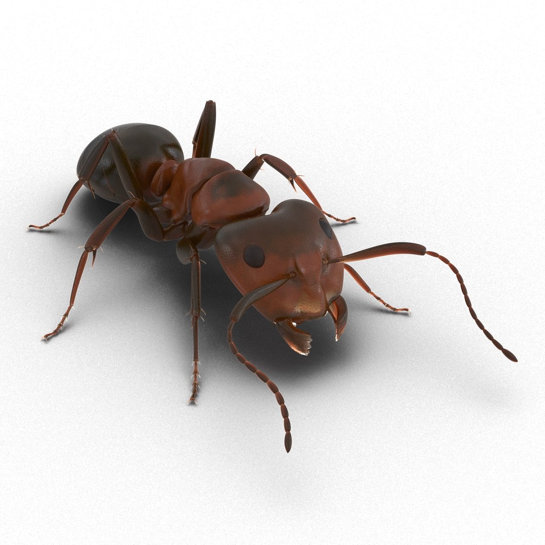 3d red ant pose 3 https://p.turbosquid.com/ts-thumb/Sd/Cly9dz/00kyRJNe/redant3dmodel03/jpg/1454172557/1920x1080/fit_q87/7cd462c6cc65a48914196bf0ff36b045ffcccb61/redant3dmodel03.jpg