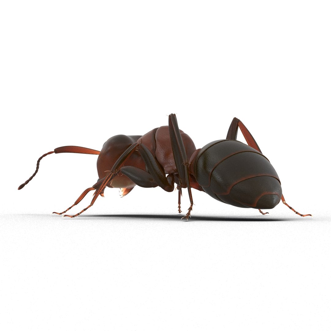 3d red ant pose 3 https://p.turbosquid.com/ts-thumb/Sd/Cly9dz/1cotx1bd/redant3dmodel13/jpg/1454172558/1920x1080/fit_q87/9a45228035a55f050163625a09c9e0cf97284743/redant3dmodel13.jpg