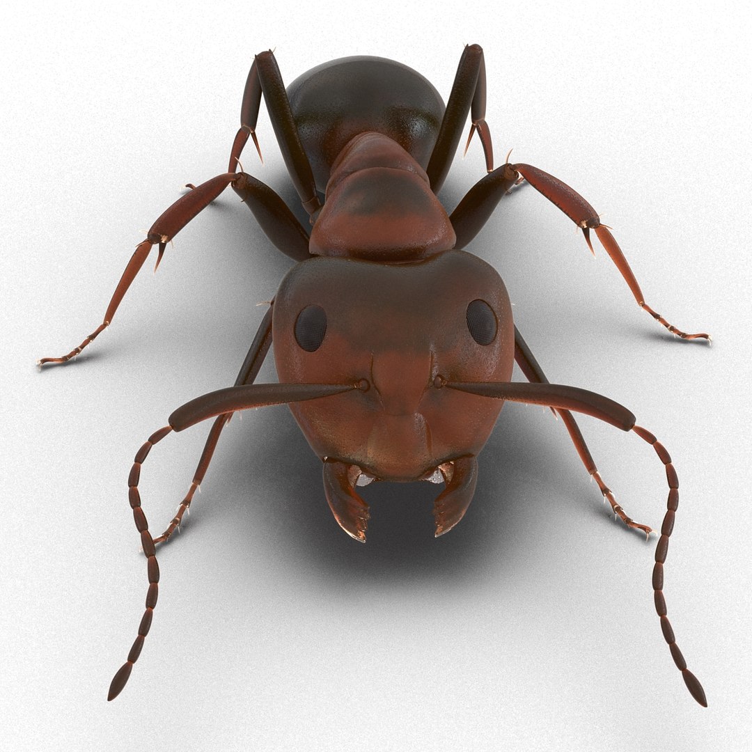 3d red ant pose 3 https://p.turbosquid.com/ts-thumb/Sd/Cly9dz/7hu3Wk8V/redant3dmodel10/jpg/1454172558/1920x1080/fit_q87/7251c1b24714b3ba2965a3b77b370a2c15a7c7e9/redant3dmodel10.jpg