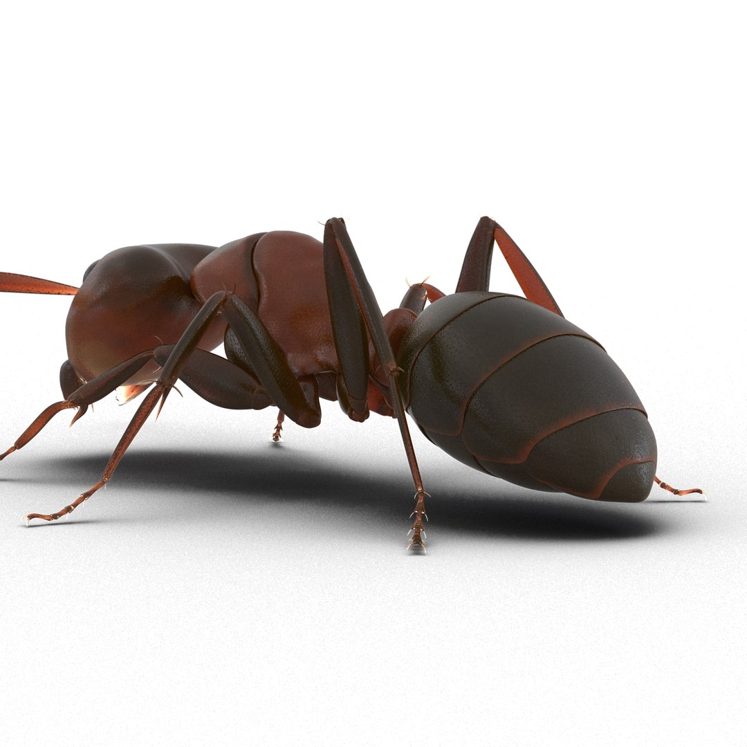 3d red ant pose 3 https://p.turbosquid.com/ts-thumb/Sd/Cly9dz/A6bD4kWj/redant3dmodel18/jpg/1454172559/1920x1080/fit_q87/31cbe97ca30a7bcc916cfef450e27b5503cbfa73/redant3dmodel18.jpg