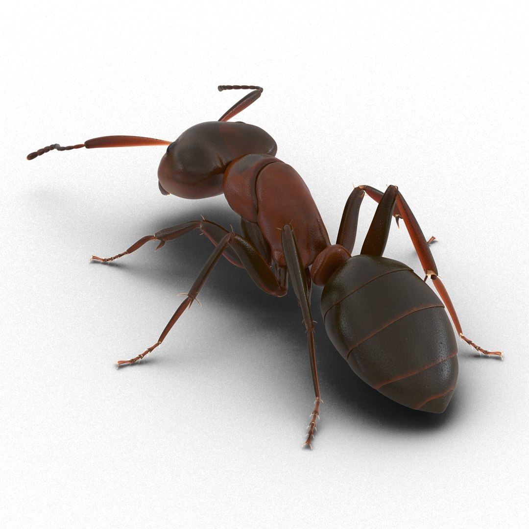 3d red ant pose 3 https://p.turbosquid.com/ts-thumb/Sd/Cly9dz/EbdacEU7/redant3dmodel05/jpg/1454172557/1920x1080/fit_q87/3fbcd0cac599b25ca1b5cbaa0194385a8e8784ec/redant3dmodel05.jpg